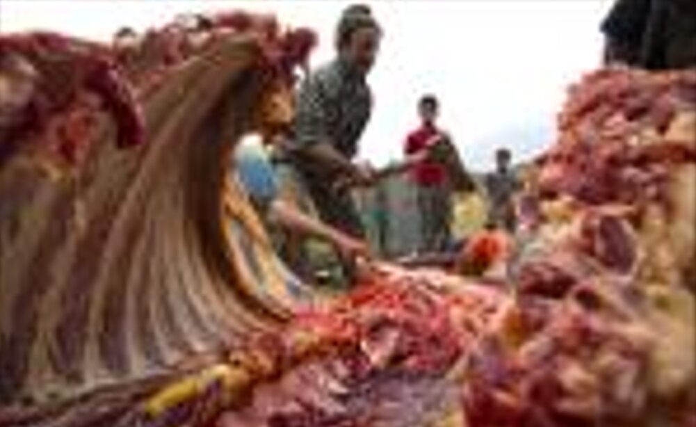 بازداشت خانواده سه‌نفره در پرونده کشتار غیرمجاز الاغ