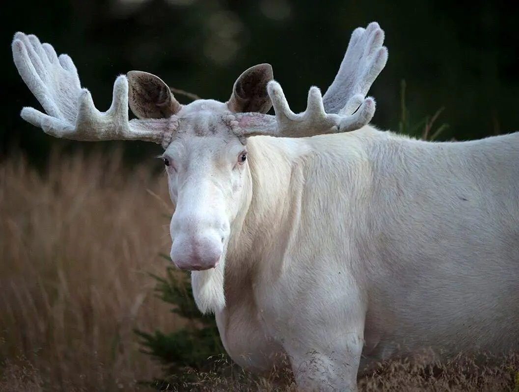 تصاویری نادر از گشت و گذار گوزن‌های سفید آلبینو+ فیلم