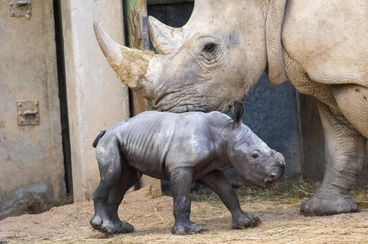 تولد بچه‌کرگدن سفید در یک باغ‌وحش/ عکس