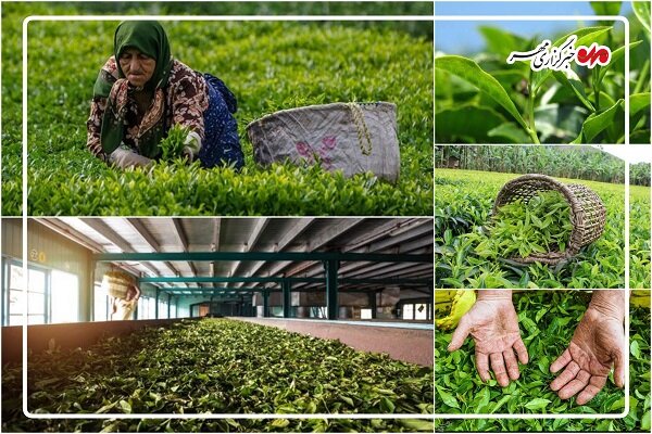 حفظ سازمان چای؛ کلید پایداری تولید و حمایت از کشاورزان حفظ سازمان چای؛ کلید پایداری تولید و حمایت از کشاورزان