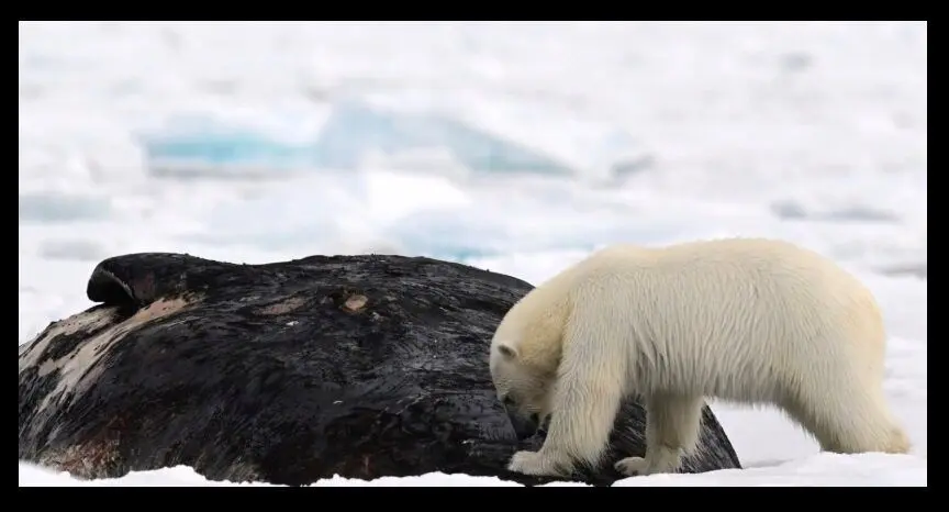 خرس ۳۰۰ کیلویی در حال خوردن نهنگ ۴۰ هزار کیلویی؛ عکس برگزیده ۲۰۲۵ نشنال جئوگرافیک خرس ۳۰۰ کیلویی در حال خوردن نهنگ ۴۰ هزار کیلویی؛ عکس برگزیده ۲۰۲۵ نشنال جئوگرافیک