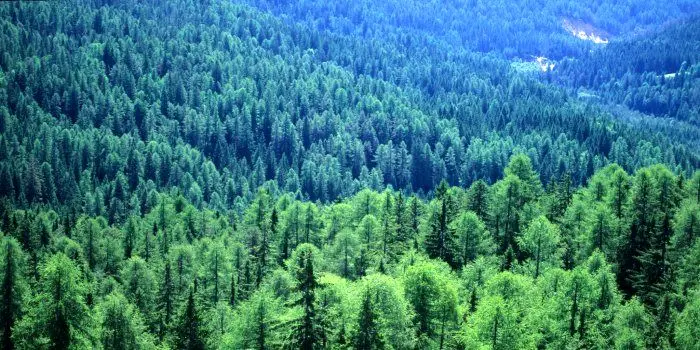 دستور دادستان آمل برای ممنوعیت اقامت شبانه گردشگران در جنگل‌ها