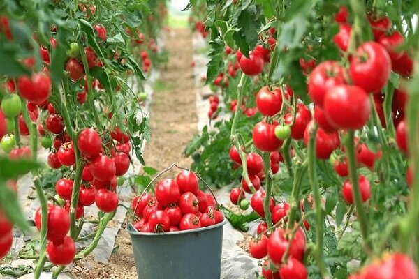 دهمرده: محصولات گلخانه ای سیستان وبلوچستان به بازارهای جهانی صادر شد دهمرده: محصولات گلخانه ای سیستان وبلوچستان به بازارهای جهانی صادر شد