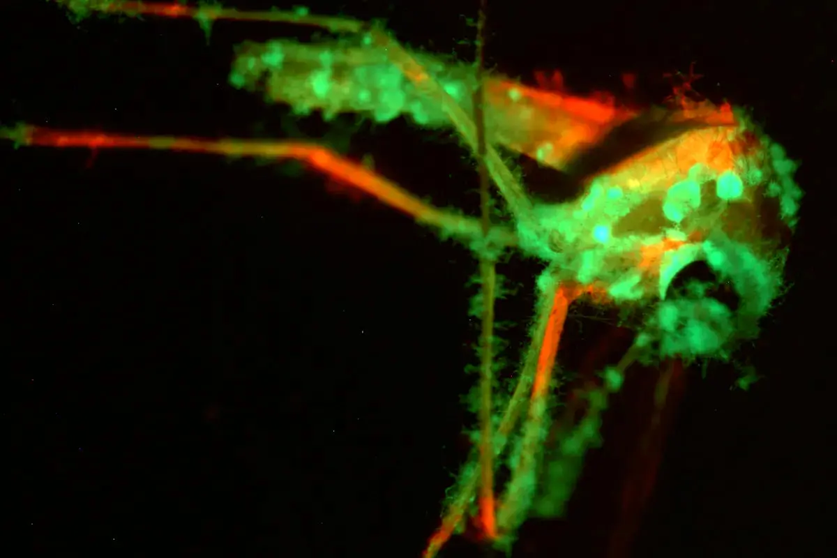 راهکاری نو دانشمندان برای مقابله با پشه‌ها؛ قارچ معطر و مرگبار وارد میدان شد