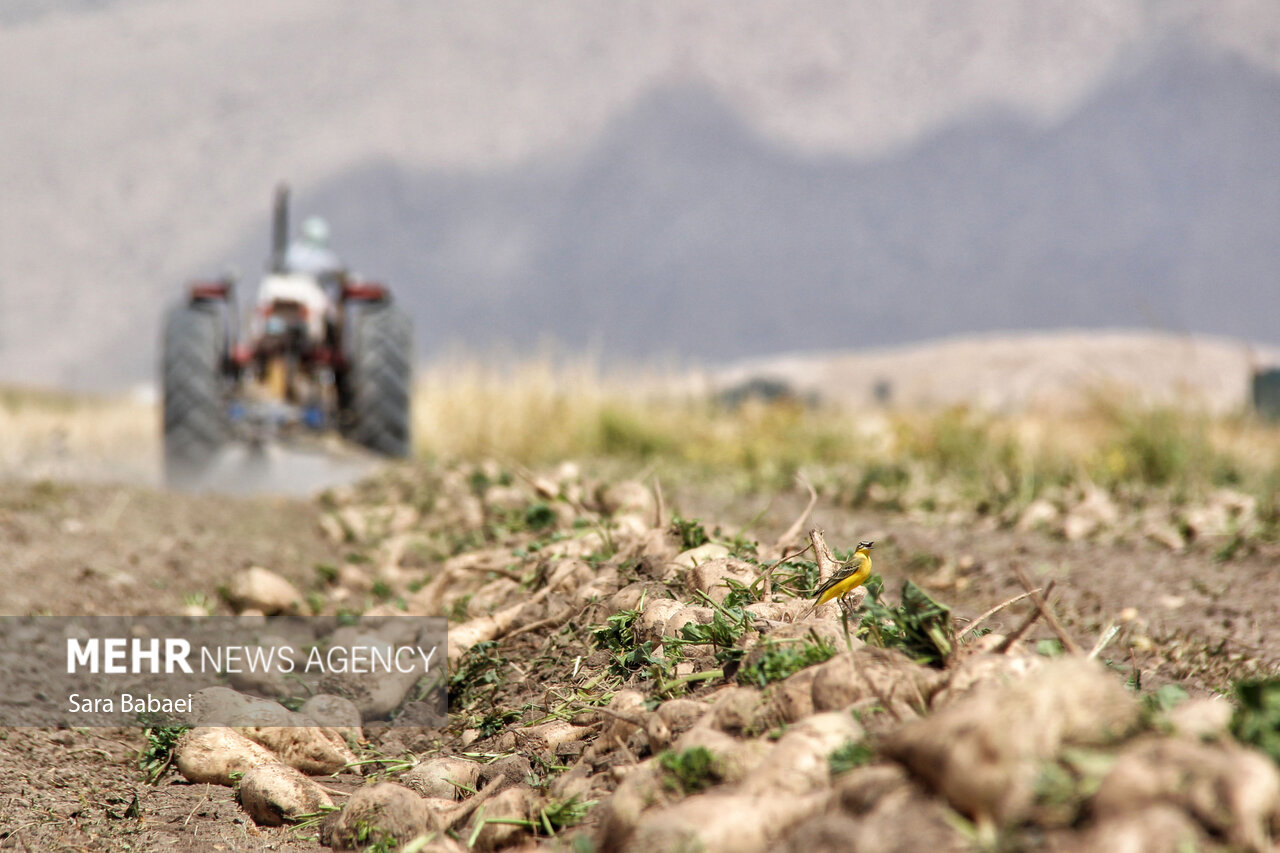 رشد ۲۰ برابری کشت پاییزه چغندرقند در کشور