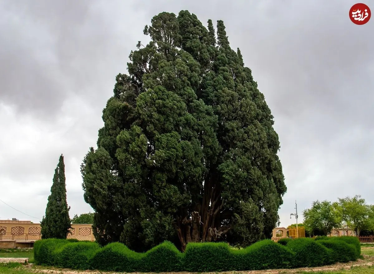 سرو ابرکوه؛ نگین کهن‌ترین درختان زنده جهان