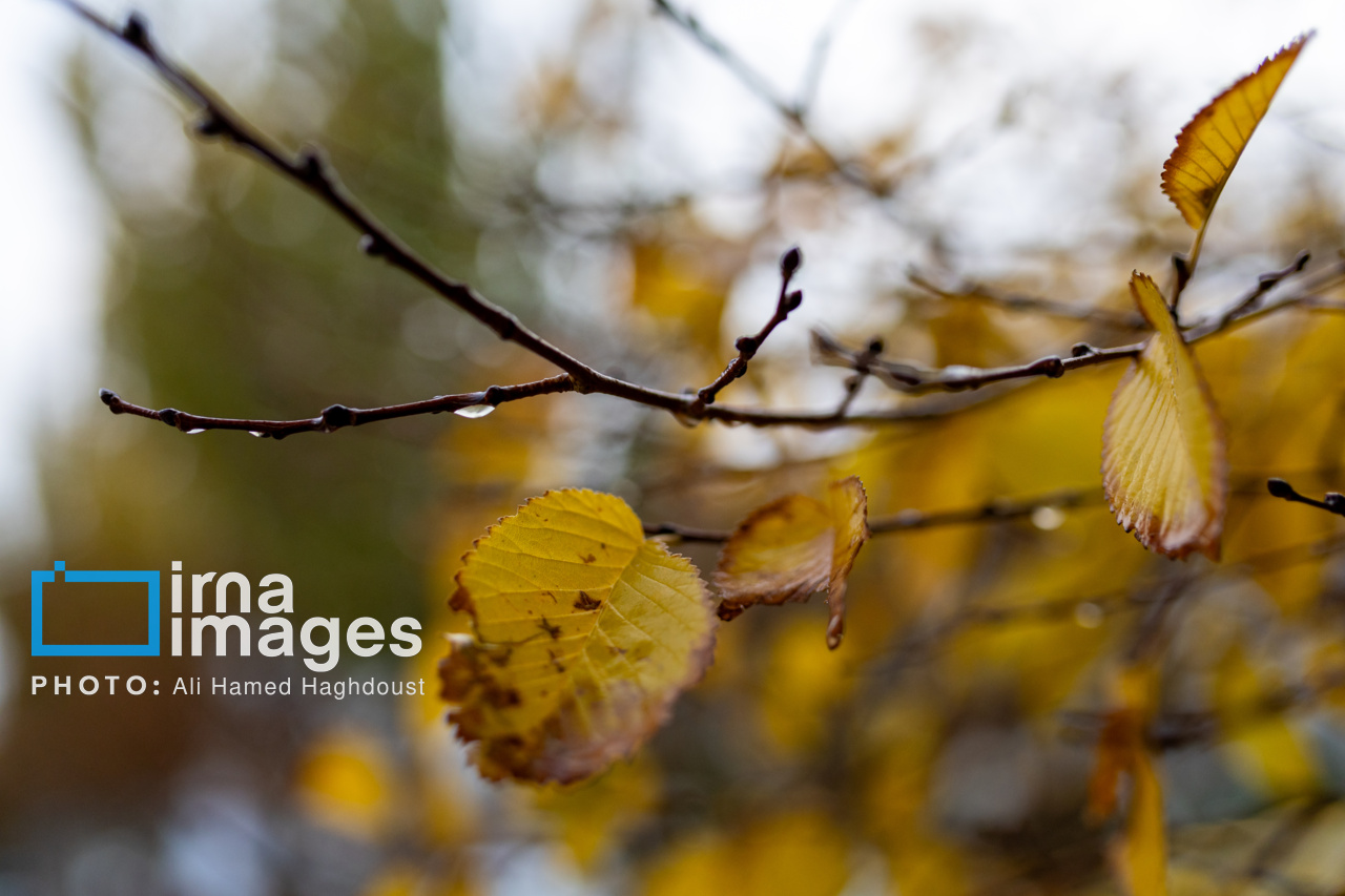 شروع بارش ها از اواسط هفته آینده/کاهش آلودگی هوا از دوشنبه آینده شروع بارش ها از اواسط هفته آینده/کاهش آلودگی هوا از دوشنبه آینده