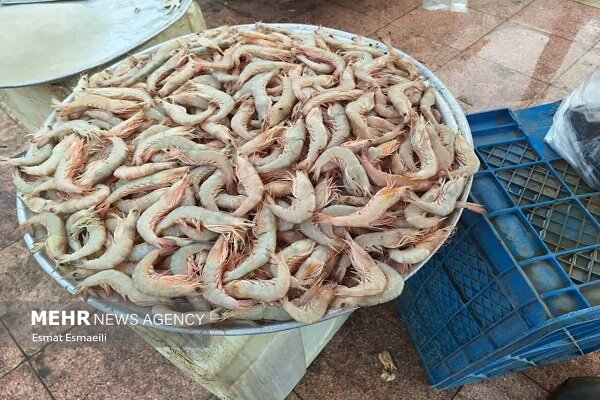 صدور موافقت اصولی ۱۰ هزار هکتار اراضی پرورش میگو در خوزستان صدور موافقت اصولی ۱۰ هزار هکتار اراضی پرورش میگو در خوزستان