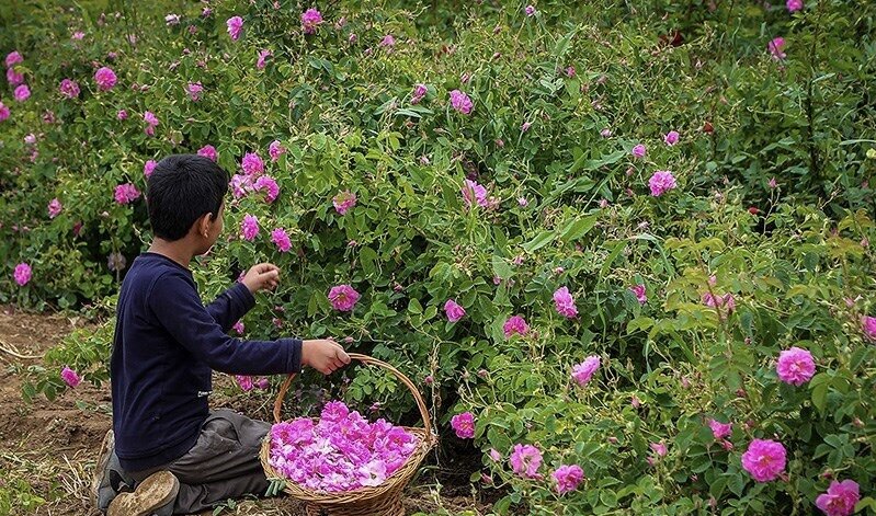 عربستان سعودی، گل محمدی ایران را به نام خود ثبت جهانی کرد عربستان سعودی، گل محمدی ایران را به نام خود ثبت جهانی کرد