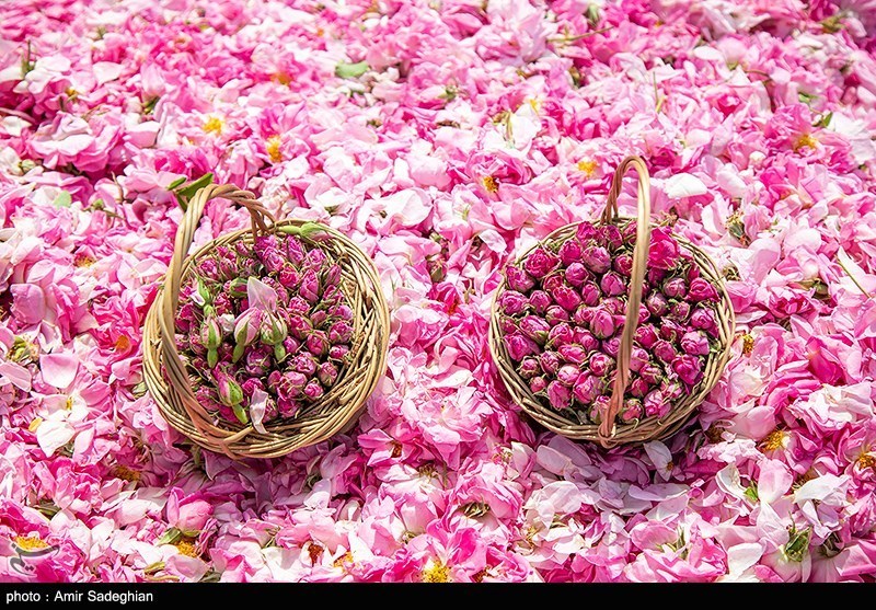 عربستان گل محمدی ایران را به نام خود ثبت جهانی کرد – تسنیم عربستان گل محمدی ایران را به نام خود ثبت جهانی کرد – تسنیم