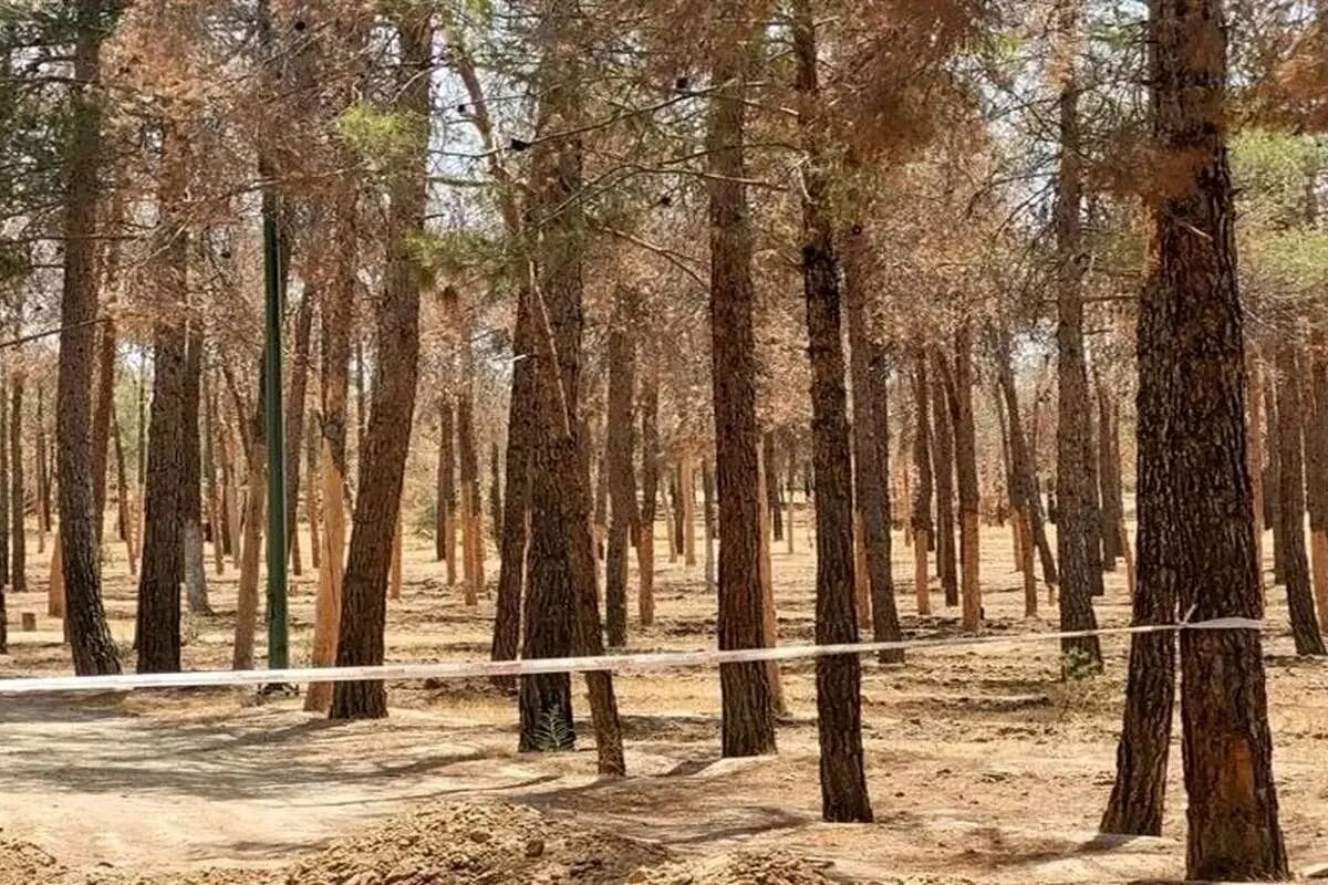 علت قطع هزاران اصله درخت در پارک چیتگر چیست؟