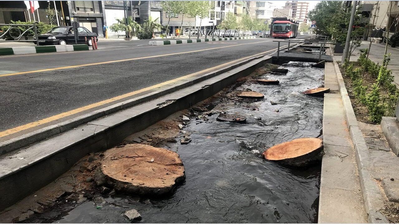 قطع درخت در منطقه ۱۴ تهران