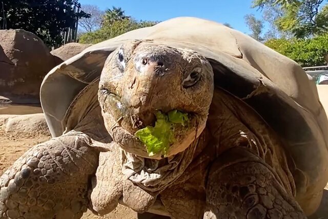 مرگ سالخورده‌ترین ساکن باغ وحش «سن‌دیگو»/ عکس