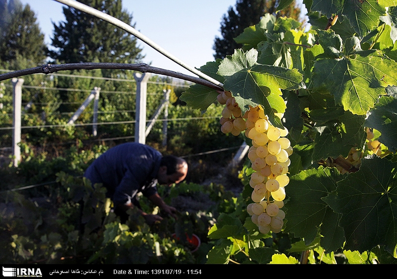 معاون وزیر: ملایر پایلوت اجرای طرح توسعه انگور کشور شد