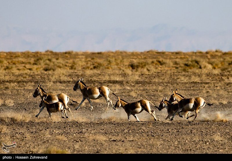 معجره در دل کویر؛ گورخر ایرانی از انقراض فرار کرد