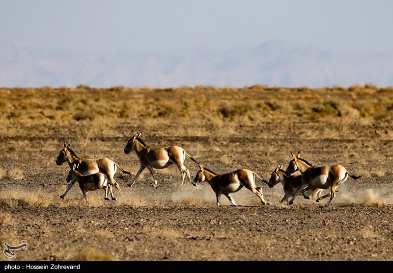 معجره در دل کویر|گورخر ایرانی از انقراض فرار کرد – تسنیم