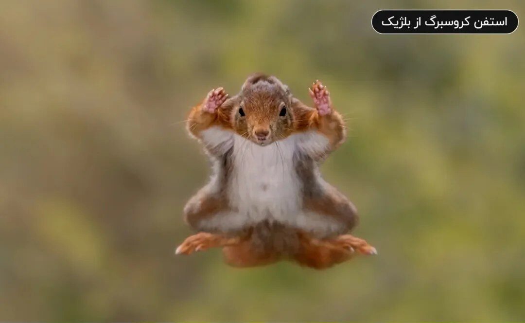 معرفی ‌فینالیست‌های مسابقه عکاسی کمدی حیات وحش نیکون ۲۰۲۵