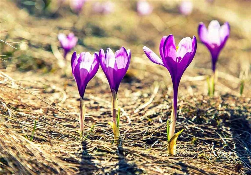 «نجات آب» ــ 34 | گسترش گیاهان کم‌آب‌بر مانند زعفران، تریکاله، کینوا – تسنیم