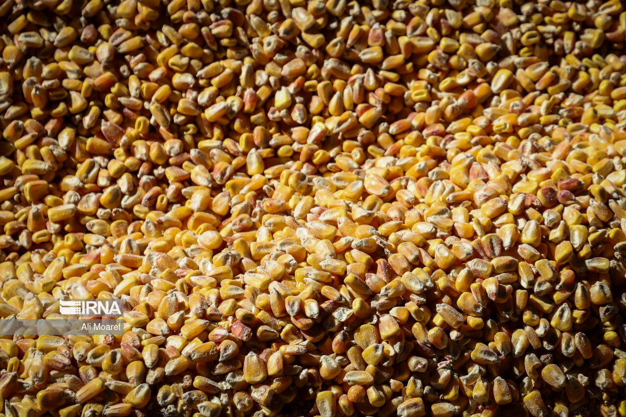 نهاده های دامی وارداتی از امروز تحویل شرکت پشیبانی دام می شود