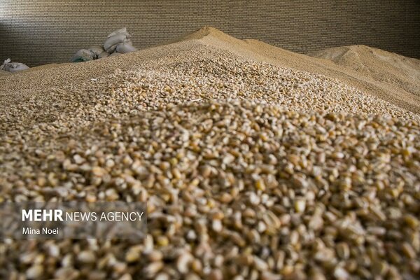 آغاز اجرای مصوبه دولت برای ساماندهی واردات و عرضه نهاده‌های دامی