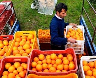 پرتغال‌های رنگ شده چه خطری برای سلامتی دارند؟