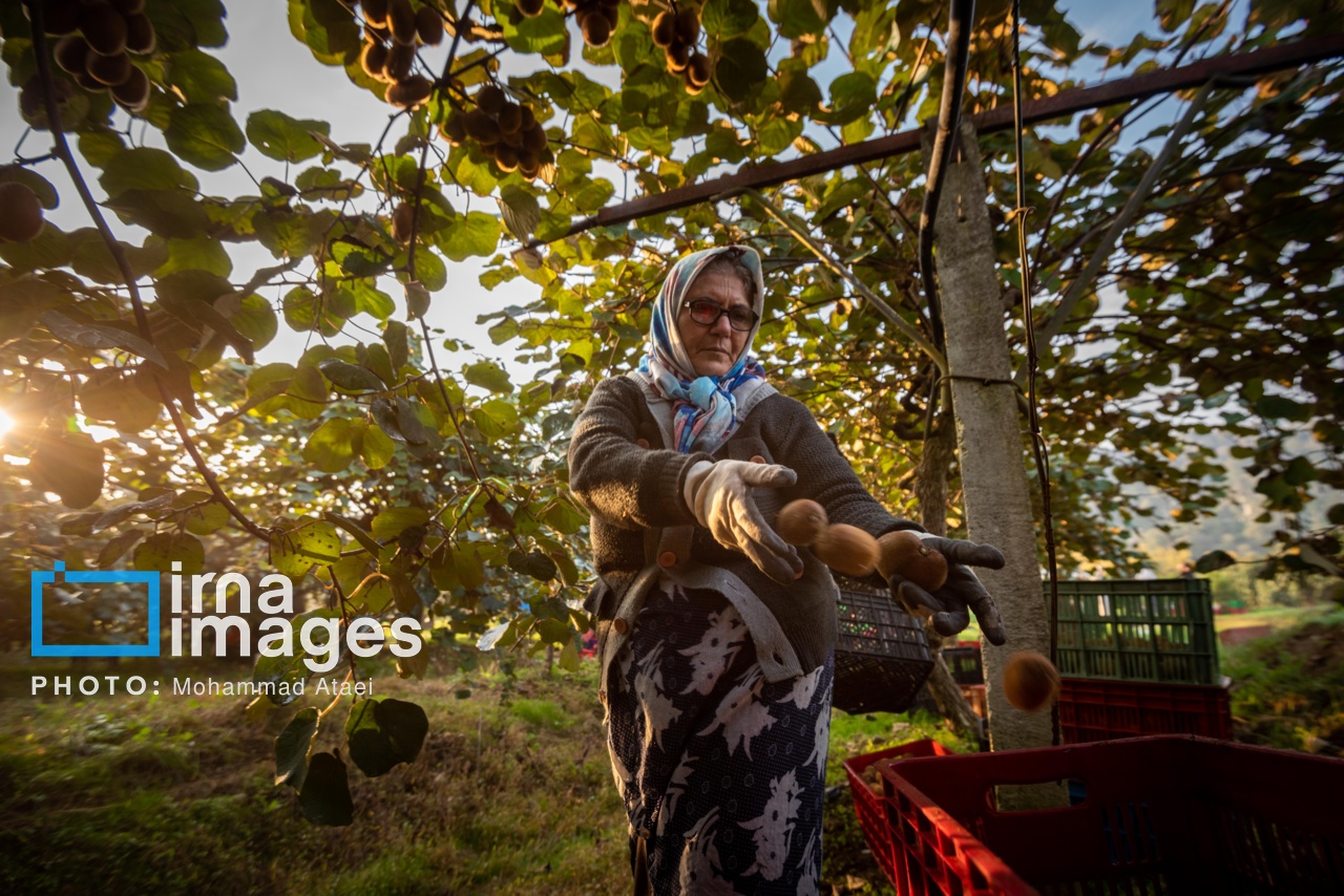 کشاورزی مسوولانه در زمین‌های کم بازده مازندران