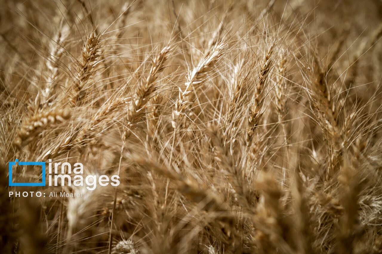 کشت گندم در مناطق سردسیر تا اواسط آذر به پایان می رسد کشت گندم در مناطق سردسیر تا اواسط آذر به پایان می رسد