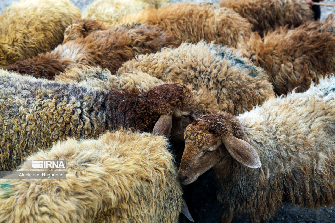 ۱۰ همت تسهیلات سرمایه در گردش برای حمایت از دامداران تخصیص یافت