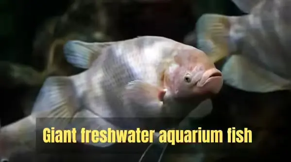 ۶ ماهی زیبا اما چالش‌برانگیز برای آکواریوم‌داران حرفه‌ای