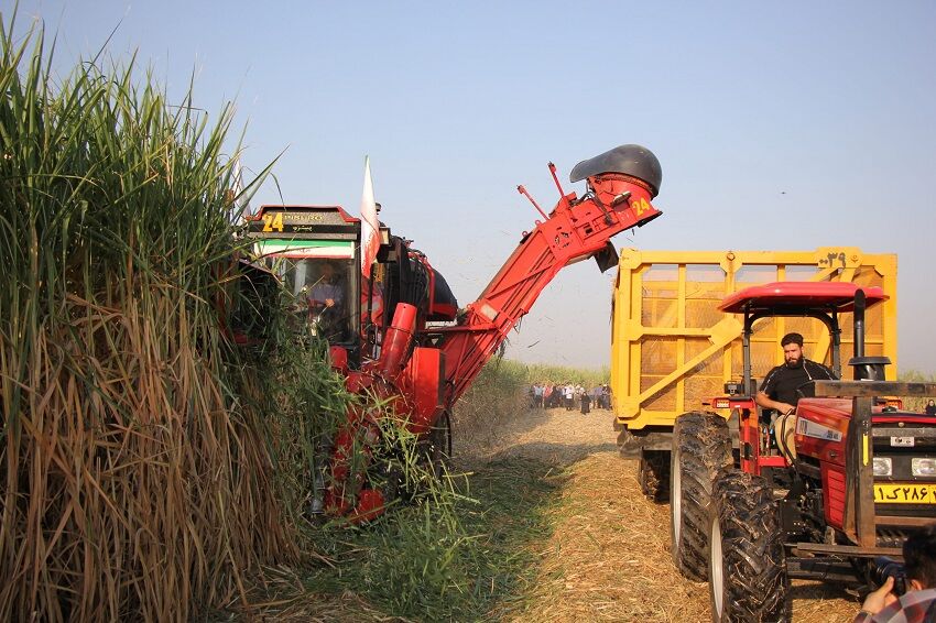 برداشت نیشکر در صومعه سرا آغاز شد