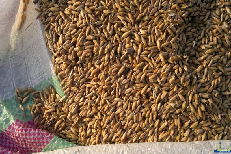 «تریتیکاله» جایگزین نهاده‌های وارداتی/ آیا هورمون‌درمانی مرغ‌ها واقعیت دارد؟ + فیلم