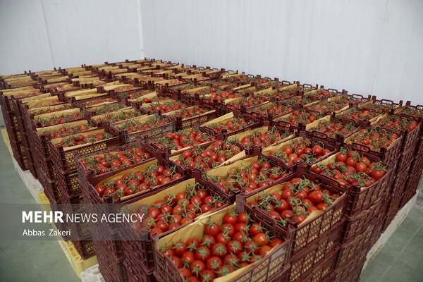 جهش ۴۳ درصدی قیمت گوجه فرنگی در آبان ۱۴۰۴ جهش ۴۳ درصدی قیمت گوجه فرنگی در آبان ۱۴۰۴