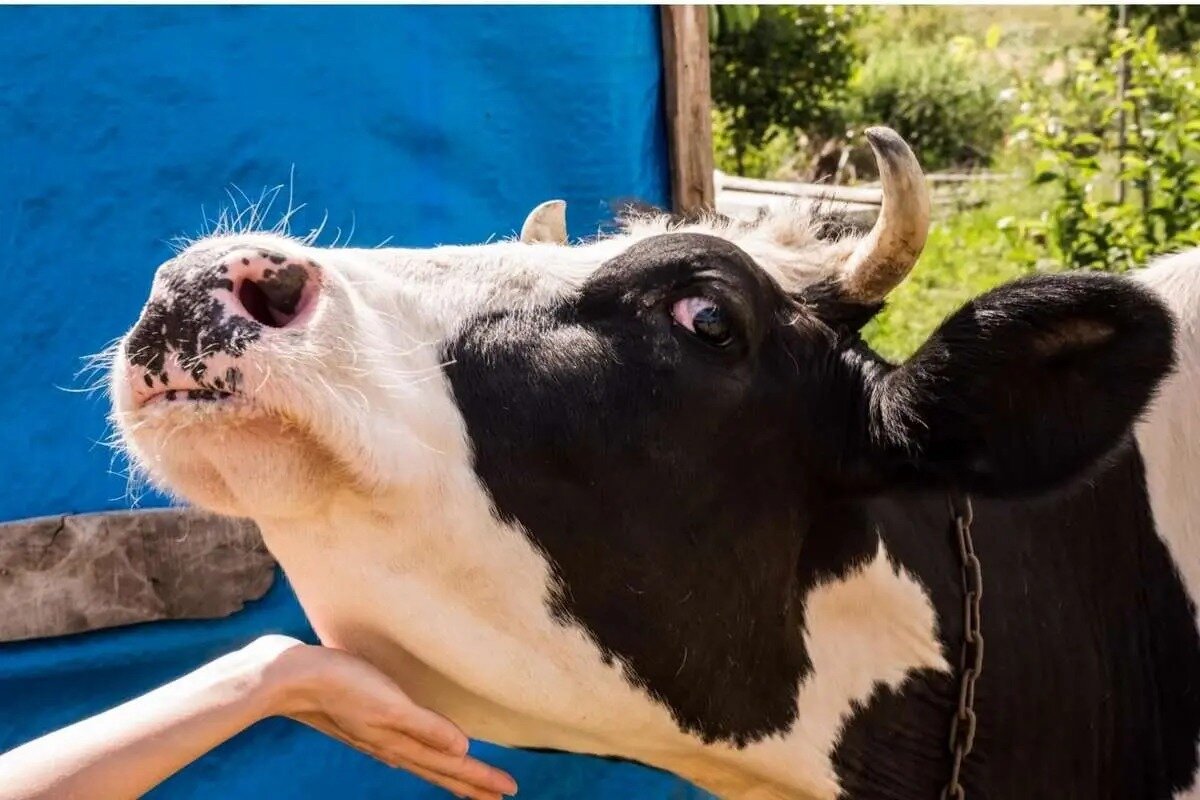 خبر فوری برای دامداران / واکسن تب برفکی وارد ایران شد!