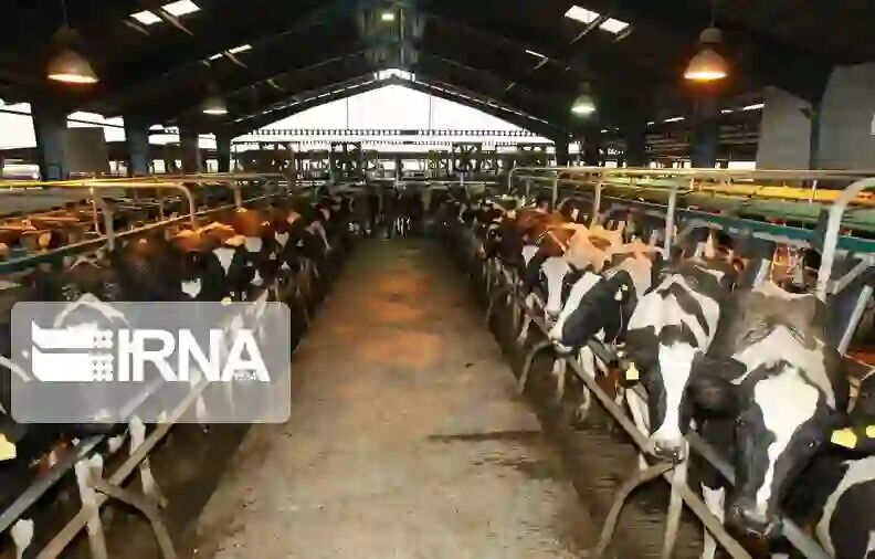 دعوت از دامداران گیلان برای بیمه‌گذاری؛ ۱۲ هزار راس دام بیمه شدند