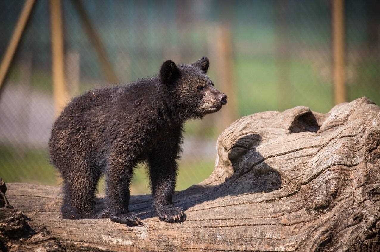سرنوشت توله خرس گمشده پردیسان/  ضعف از ما بود که دوربین‌گذاری‌ها دقیق نبود