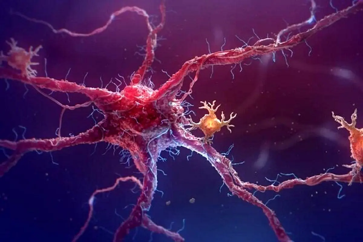 سلول‌ها چگونه هویت خود را برای ساخت اندام‌ها پیدا می‌کنند؟