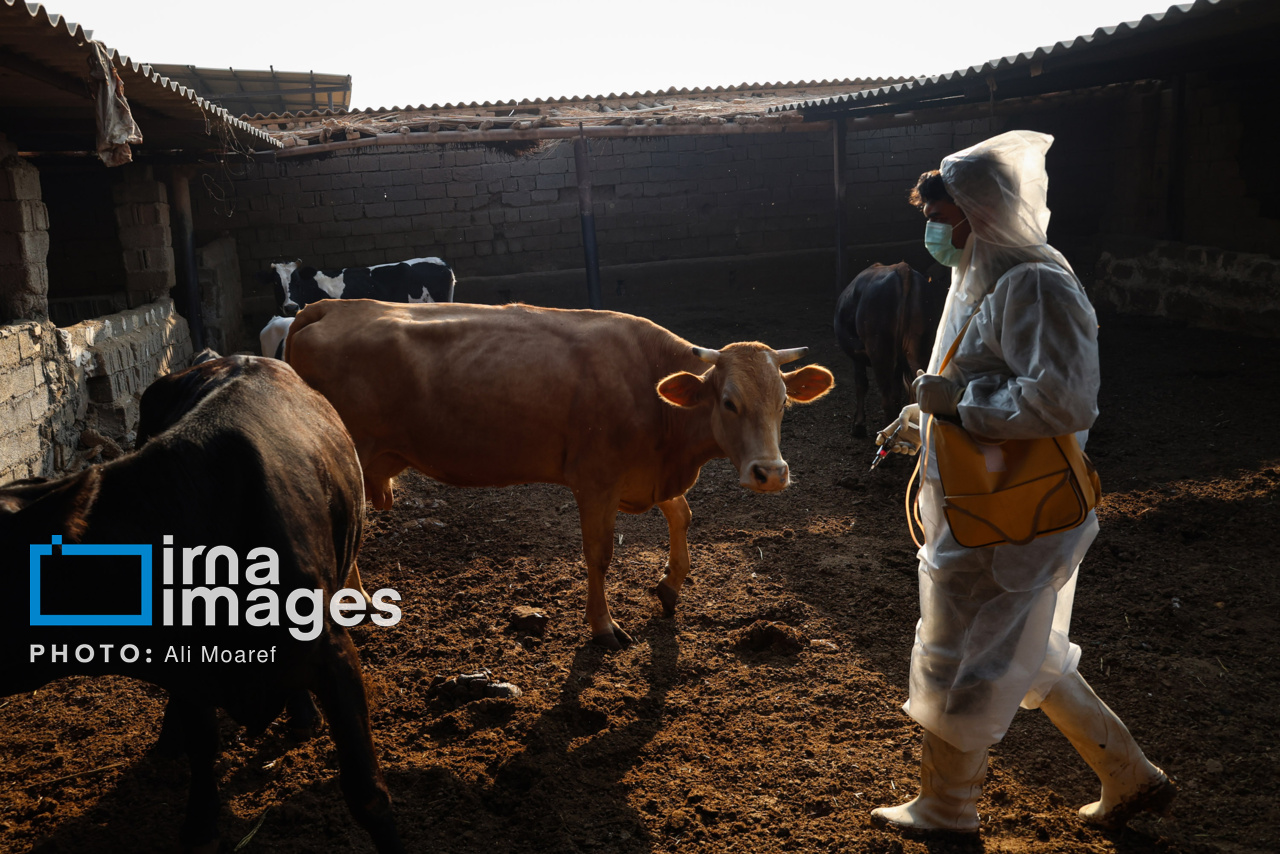 سویه جدید تب برفکی در خراسان رضوی، بازار دام مشهد ۲۸ روز تعطیل شد