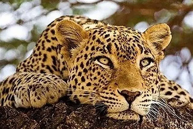 لحظه کم‌نظیر از حضور پلنگ ایرانی در پارک ملی صیدوا + فیلم