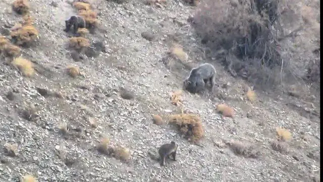 مشاهده خانواده خرس قهوه‌ای در دنا