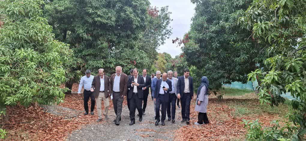 معاون وزیر جهادکشاورزی: نوسازی باغ‌های هرمزگان با ارقام تجاری و مقاوم در دستور کار است