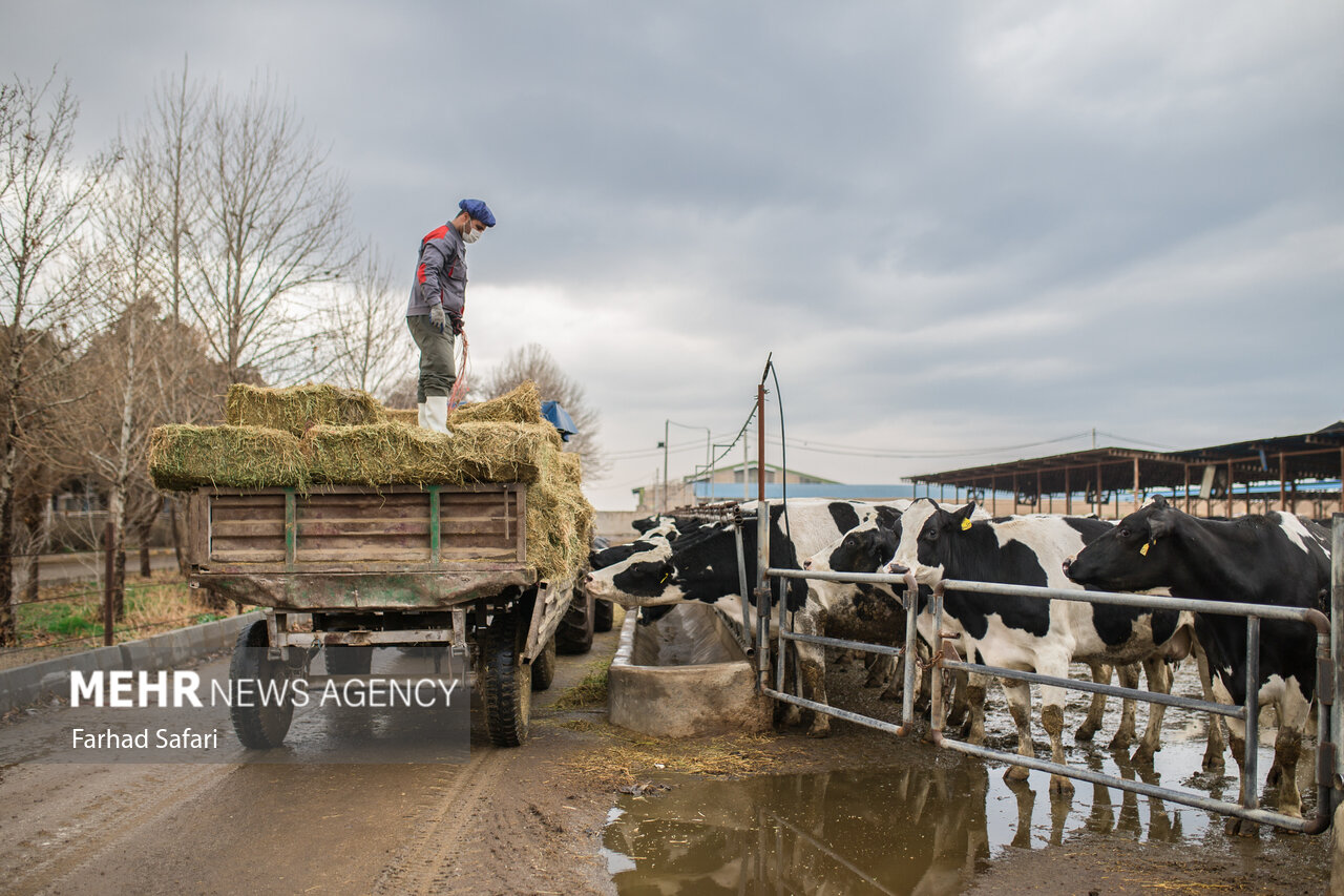 چالش جدی نهاده‌های دامی در قم؛ هشدار افزایش کشتار یا فروش دام مولد