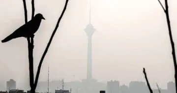 کاهش محسوس جمعیت گنجشک‌ها در تهران