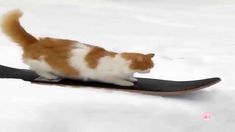 گربه اسکی‌باز؛ شگفتی تازه در دنیای عجایب خلقت+فیلم