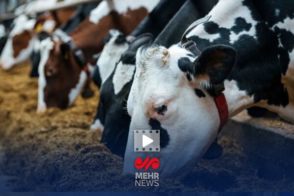 گم شدن ۱۸۰ هزار تن نهاده عادی است؟