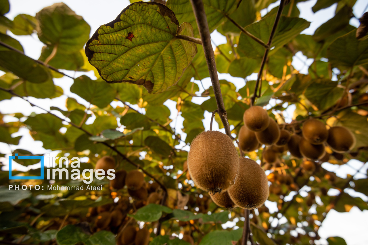 انتقاد رییس اتاق بازرگانی‌ گیلان از موانع صادرات کیوی