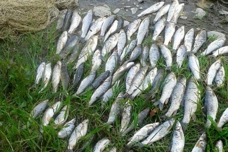 ۴۵۱ میلیون دلار صادرات آبزیان در ۷ ماهه امسال انجام شد ۴۵۱ میلیون دلار صادرات آبزیان در ۷ ماهه امسال انجام شد