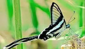 لحظاتی خیره کننده از پرواز پروانه دم اژدهایی+ فیلم / با کمیاب ترین پروانه جهان آشنا شوید لحظاتی خیره کننده از پرواز پروانه دم اژدهایی+ فیلم / با کمیاب ترین پروانه جهان آشنا شوید