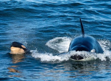 نمایش نادر نهنگ قاتل سفید در سواحل هوکایدو ژاپن+تصاویر نمایش نادر نهنگ قاتل سفید در سواحل هوکایدو ژاپن+تصاویر