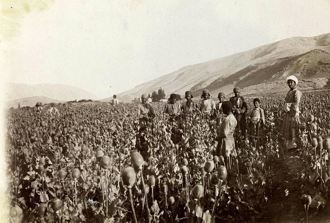 کشت شقایق الیفرا آزاد شد کشت شقایق الیفرا آزاد شد