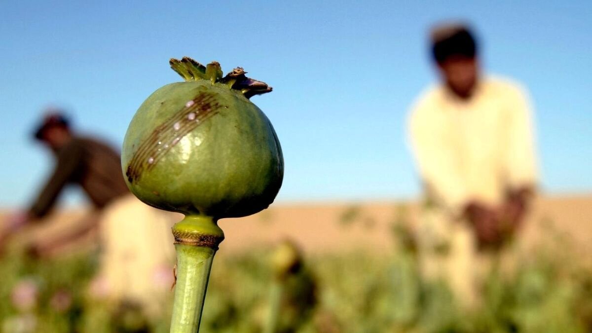 تریاک دیگر مثل گذشته نیست؛ خلوص به کمتر از ۱۰ درصد رسیده است